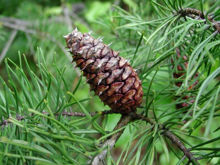 Virginia Pine | Live Trees | Scrub Spruce Pine | Pinus Virginiana | Unique Evergreen Specimen Planting