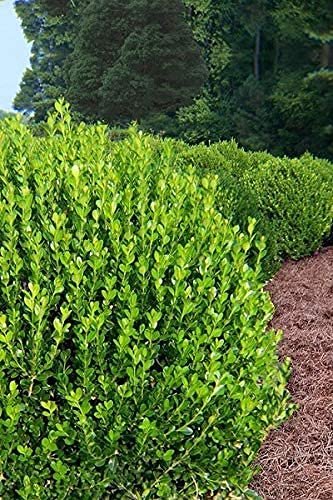 Wintergreen Korean Boxwood - Live Gallon Size Plants - Buxus Microphylla - Cold Hardy Formal Evergreen Hedge