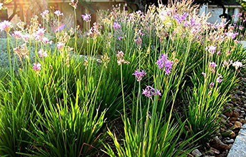 Society Garlic - Live Plants - Tulbaghia Violacea - Butterfly Attracting Flowers