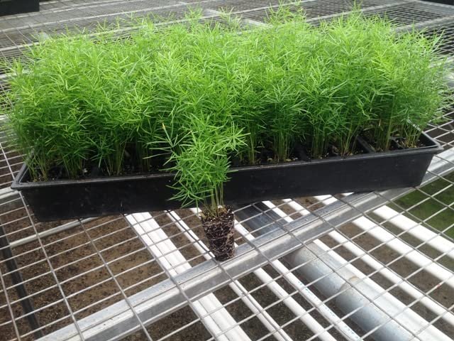 Asparagus Fern - Live Plants - Asparagus Densiflorus Sprengeri