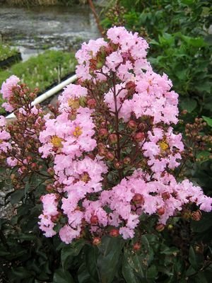 Crape Myrtle Rhapsody in Pink | Extra Large Gallon Plants | Soft Pink Blooms, Live Plant, Elegant Ornamental Shrub for Graceful Garden Displays