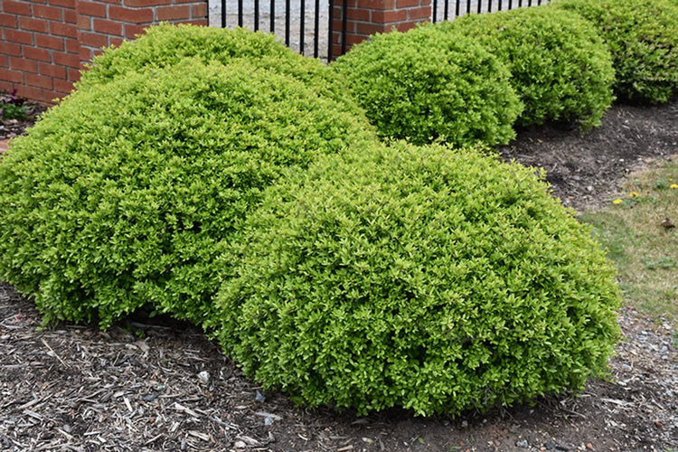 Dwarf Yaupon Holly | Live Gallon Size Plants| Ilex Schilling Stokes Vomitoria | Evergreen Drought Tolerant Low Maintenance Hedge Shrub