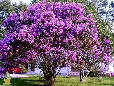 Catawba Crape Myrtle Rich Purple Blooms | Live Plants | Drought & Heat Tolerant, Ideal for Year-Round Garden Beauty