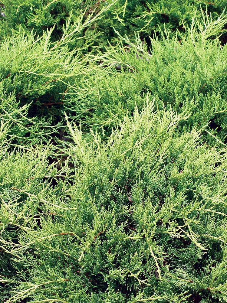 Juniper Gold Lace | Live Inch Pots | Juniperus Chinensis | Drought Tolerant Cold Hardy Evergreen Groundcover Plants