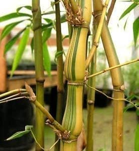 Striped Dwarf Buddha Belly Bamboo | Live Plants | Bambusa Vulgaris Wamin Striata | Rare Non-Invasive Clumping Bamboo