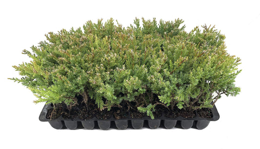 Kallay Juniper - Live Plants - Juniperus Chinensis - Drought Tolerant Cold Hardy Evergreen Ground Cover