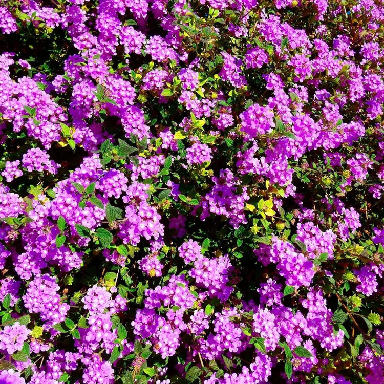 Lantana Purple I Large Gallon Size Plants I Verbenaceae Camara I Live Rich Purple Blooms, Heat and Drought Resistant, Ideal for Containers and Garden Borders