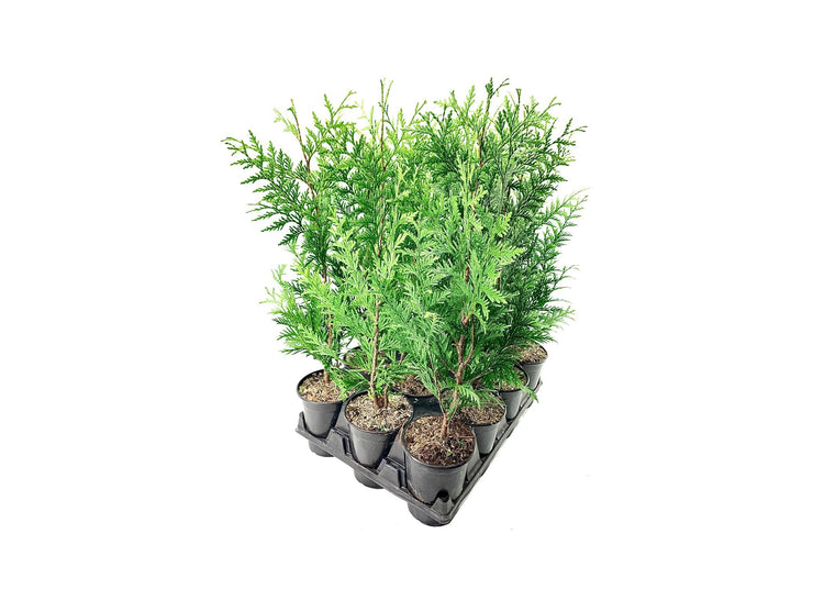 Thuja Plicata 'Green Giant' Arborvitae - Live Quart Size Plants - Evergreen Privacy Tree