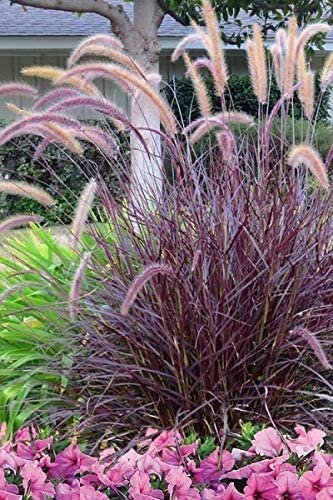 Red Fountain Grass | Live Plants | Pennisetum Setaceum Rubrum | Blooming Ornamental Grass