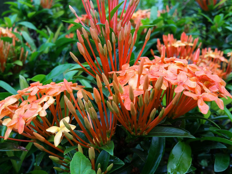 Ixora Dwarf Carmen | Live Plants | Ixora Coccinea 'Dwarf' | Flowering Shrub | Tropical Garden Plants