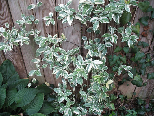 Variegated Confederate Jasmine | Extra Large 3 Gallon Plants | Trachelospermum jasminoides Variegata | Eye-Catching Climber | Perfect for Garden Walls and Trellises