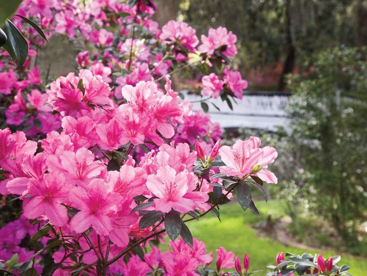 Azalea Southern Charm - Live Plants - Pink Flowering Rhododendron Shrub