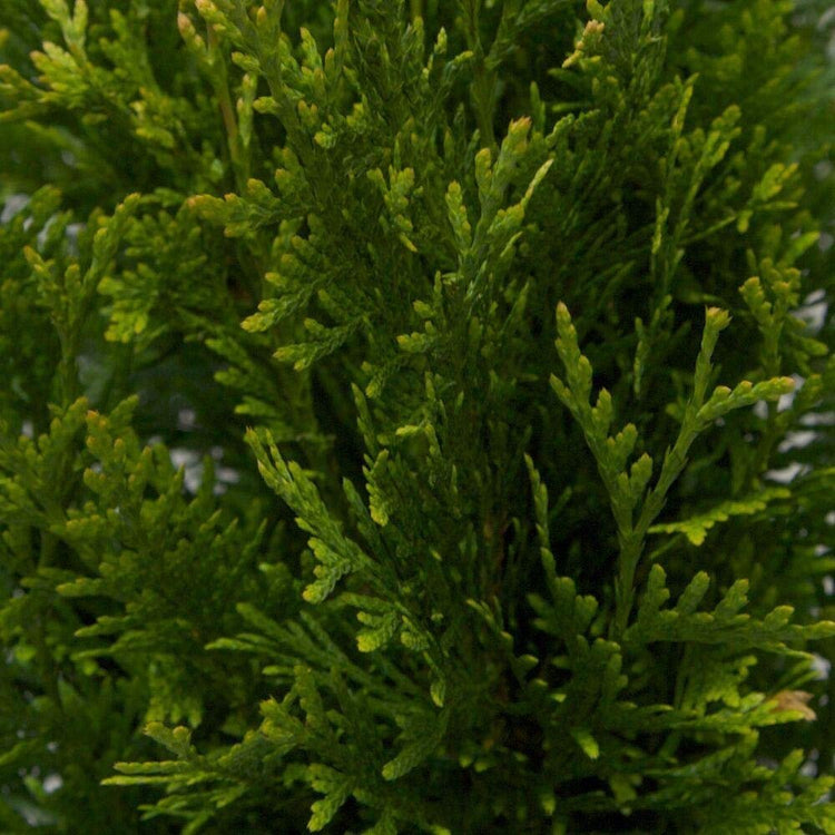 Thuja Plicata 'Green Giant' Arborvitae - Live Quart Size Plants - Evergreen Privacy Tree