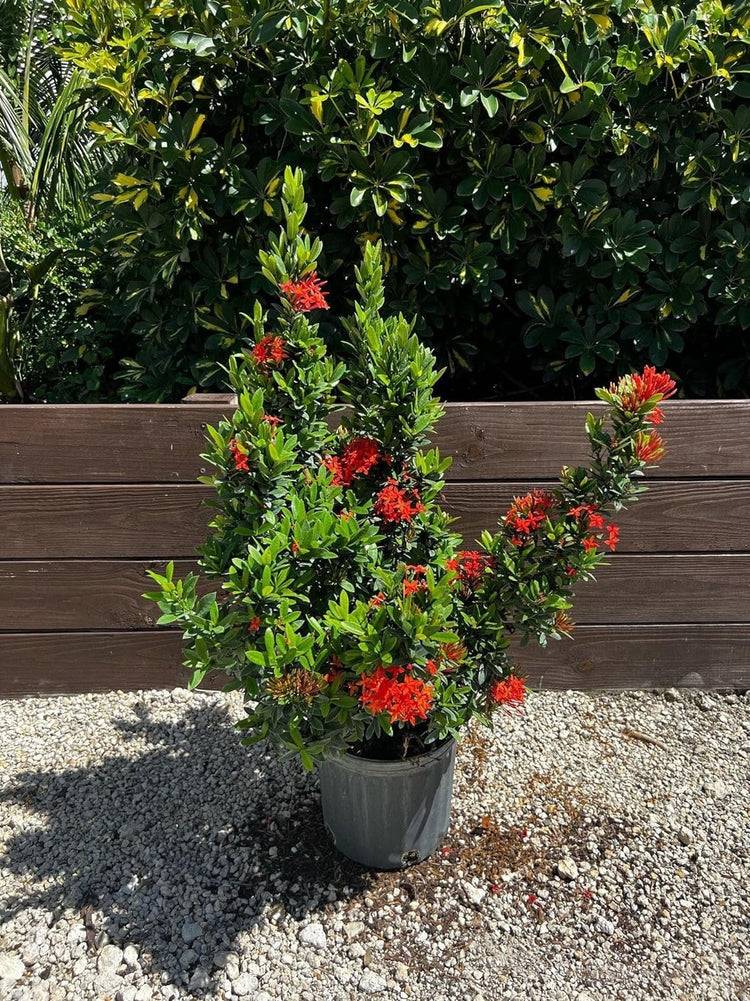 Ixora Taiwanese Red | Extra Large 3 Gallon Plants | Ixora chinensis | Lush Tropical Bloomer | Vibrant Garden Addition