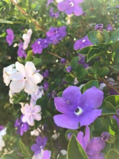 Yesterday Today Tomorrow | Extra Large 3 Gallon Plants | Brunfelsia pauciflora | Fragrant Blooms | Full Sun to Partial Shade