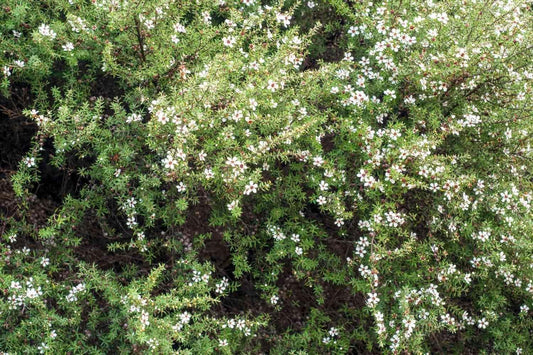 New Zealand Tea Plant | Extra Large 3 Gallon Plants | Leptospermum scoparium | Evergreen Shrub | Low Maintenance