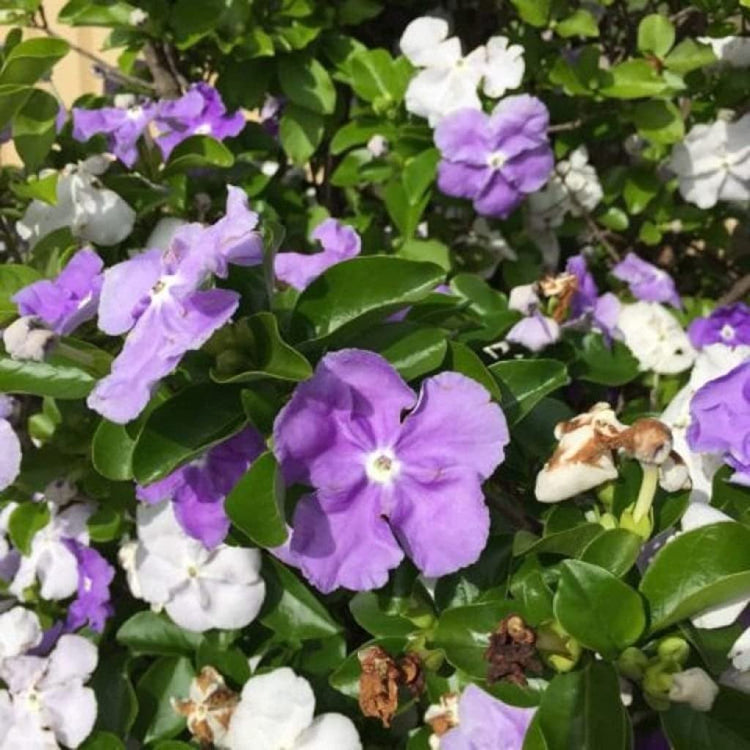 Yesterday, Today and Tomorrow | Live Plants | Brunfelsia Pauciflora Floribunda | Beautiful Blooming Violet & White Flowers Evergreen Screening Shrub