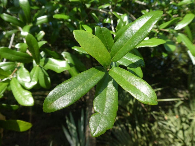 Laurel Oak Tree | Quercus Laurifolia Swamp Oak | Live Plants | Semi-Evergreen Deciduous Shade Tree