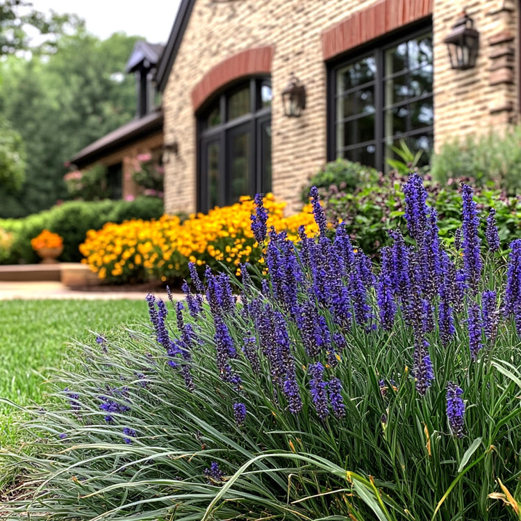 Super Blue Liriope | Live Plants | Liriope Muscari | Ideal for Borders and Ground Cover | Hardy and Low-Maintenance