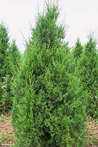 Keteleeri Juniper - Live Trees - Juniperus Chinensis