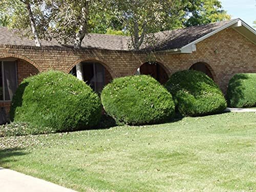 Sea Green Juniper - Live Inch Pots - Juniperus Chinensis - Drought Tolerant Cold Hardy Evergreen Border Screening Plant