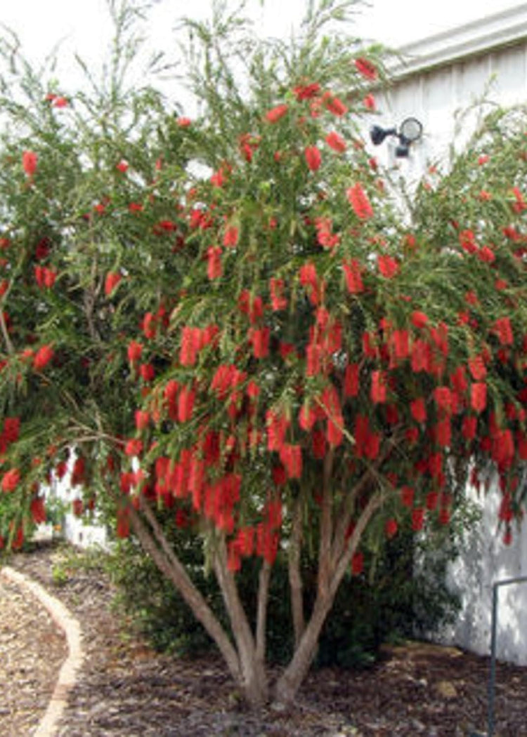 Bottlebrush Red Cluster Tree I Live Plants I Callistemon Citrinus Red Cluster I Vibrant Red Blooms, Fast-Growing, Drought-Tolerant Outdoor Plant, Ideal for Gardens (10 Plants)