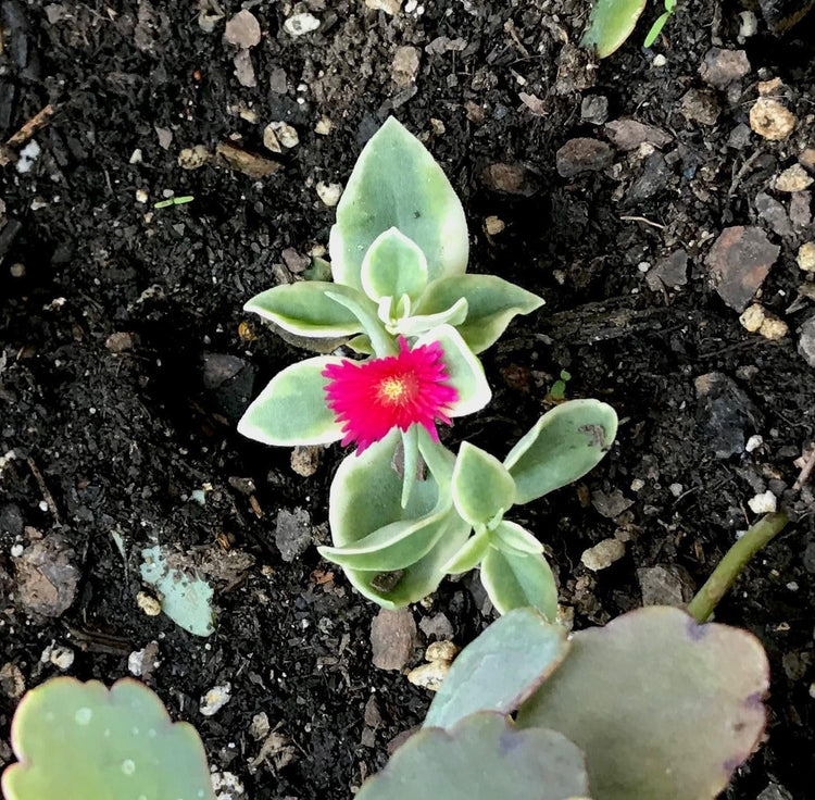 Variegated Baby Sun Rose | Live Plants | Aptenia Cordifolia Variegata | Easy Care Colorful Ground Cover | Succulent Foliage