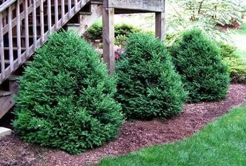 Green Mountain Boxwood | Live Gallon Size Plants | Elegant Pyramid-Shaped Evergreen, Ideal for Topiary & Landscaping, Cold-Hardy & Drought-Tolerant