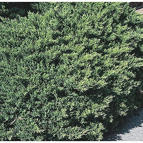 San Jose Juniper | Live Gallon Size Plants | Juniperus Chinensis | Bonsai Drought Tolerant Cold Hardy Evergreen Groundcover