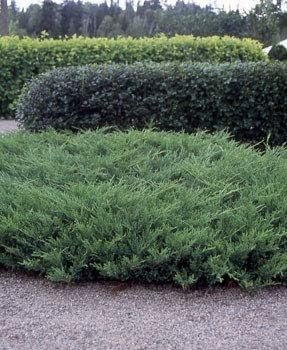 Juniper Nicks Compacta - Live Plants - Juniperus Chinensis - Hardy Evergreen