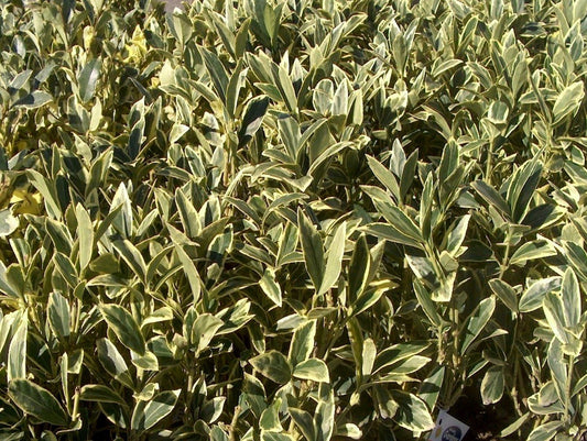 Ligustrum Jack Frost | Extra Large 3 Gallon Plant | Variegated Foliage | Ideal for Hedges and Borders | Decorative Outdoor Shrub