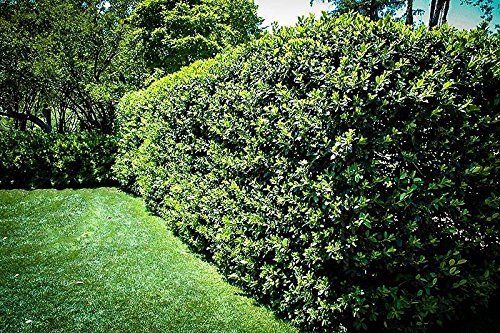 Nellie R. Stevens Holly | Live Trees | Evergreen Privacy Screening Hedge Plants | Ilex