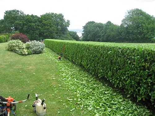 Viburnum Odoratissimum | Extra Large Gallon Plants | Sweet Viburnum | Fast-Growing Privacy Hedge | Fragrant Flowers