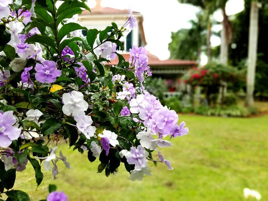 Yesterday, Today and Tomorrow | Live Plants | Brunfelsia Pauciflora Floribunda | Beautiful Blooming Violet & White Flowers Evergreen Screening Shrub