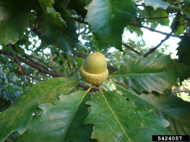 Swamp Chestnut Oak Tree | Live Seedlings | Quercus Michauxii | Perfect for Natural Landscapes | Hardy & Long-Lived