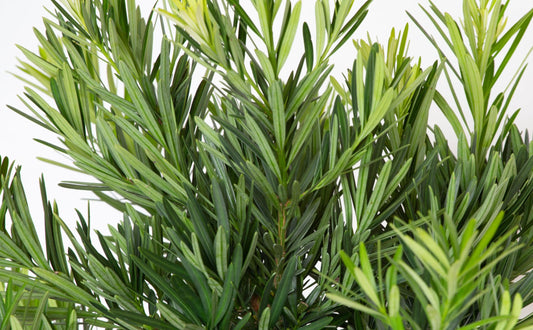 Podocarpus Pringles Petite | Extra Large Gallon Plants | Dwarf Podocarpus Macrophyllus | Low Maintenance Shrub | Compact Evergreen | Ideal for Small Spaces & Hedges