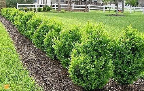 Green Mountain Boxwood - Live Plants - Buxus - Fast Growing Cold Hardy Formal Evergreen Shrub