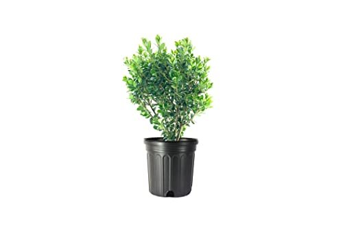 Japanese Holly | Large Gallon Size Plants | Ilex Compacta Crenata | Low Maintenance Evergreen Foundation Shrub