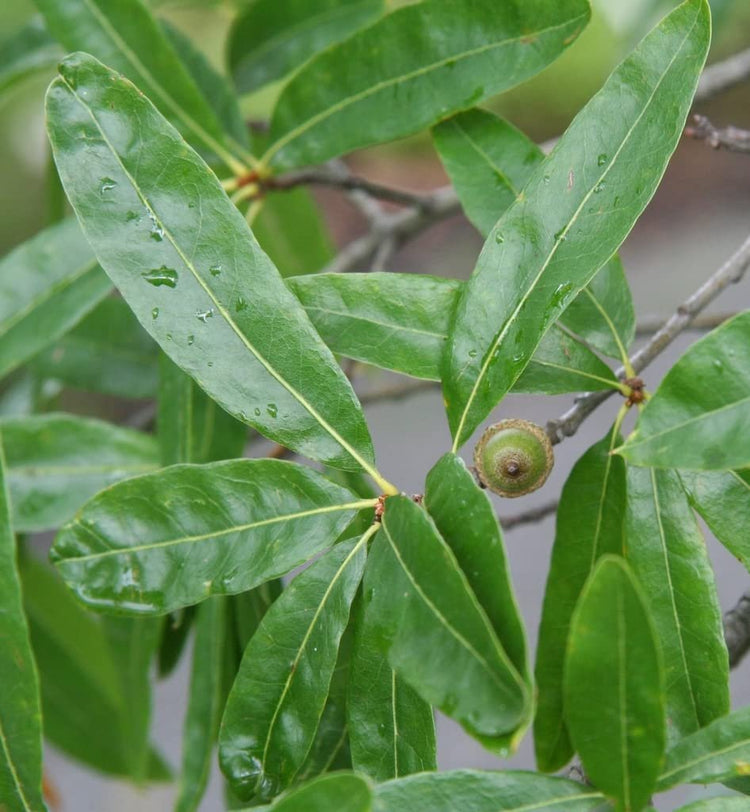 Willow Oak Tree | Live Plants | Quercus Phellos | Beautiful Unique Fast Growing and Hardy Shade Tree