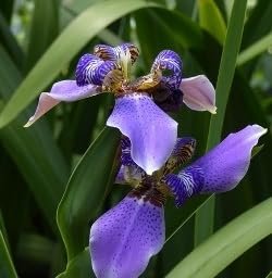 Walking Iris Apostle Plant | Extra Large 3 Gallon Plants | Neomarica gracilis | Tropical Foliage | Easy Care Perennial