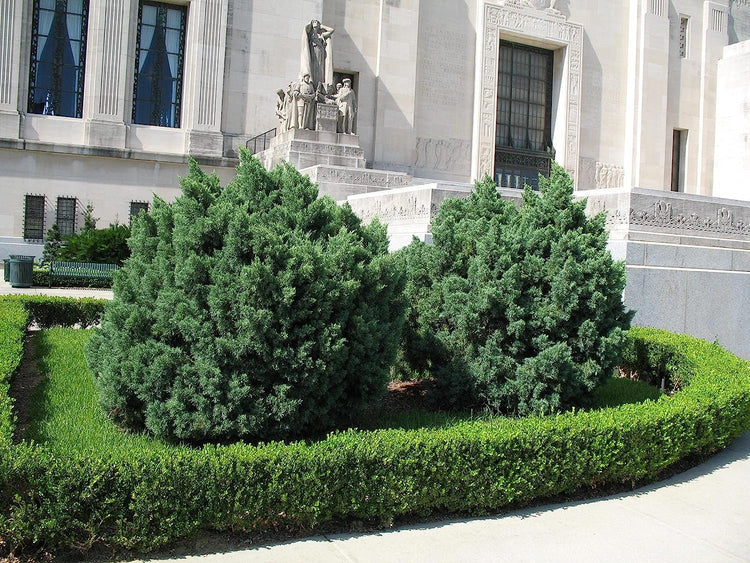 Blue Pfitzer Juniper | Live 4 Inch Pots | Juniperus Chinensis | Drought Tolerant Cold Hardy Evergreen Groundcover Plants