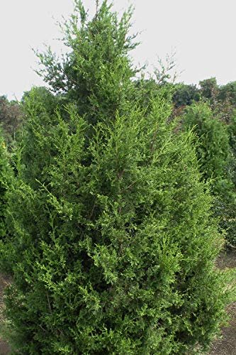 Keteleeri Juniper - Live Trees - Juniperus Chinensis