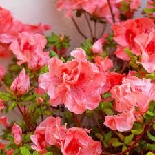 Azalea Fashion | Extra Large Gallon Plants | Vibrant, Healthy, & Blooming, Perfect for Indoor/Outdoor Decor, Easy-Care Flowering Shrub, Ideal Gift for Garden Enthusiasts