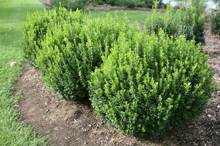 Sunbright Boxwood | Live Plants | Luminous Golden-Yellow Foliage, Perfect for Borders & Landscaping, Year-Round Color & Drought Tolerant, Live Shrub Plant