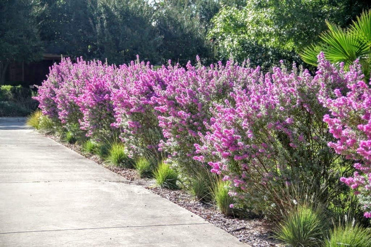 Texas Sage - Live Plants - Leucophyllum Frutescens - Low Maintenance Drought Tolerant Flowering Shrub