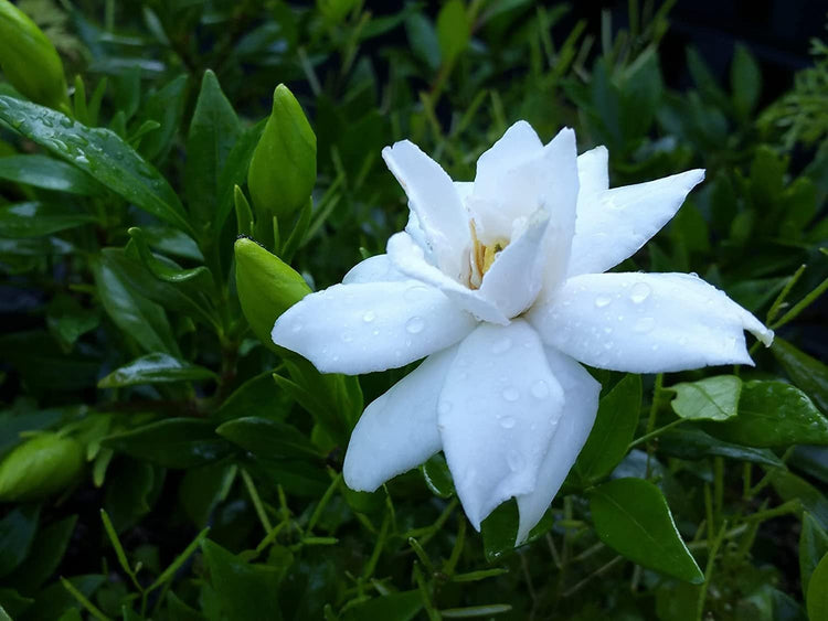 Gardenia Radicans Dwarf | Live Plants | Fragrant Blooming Shrub | Gardenia Jasminoides Cape Jasmine