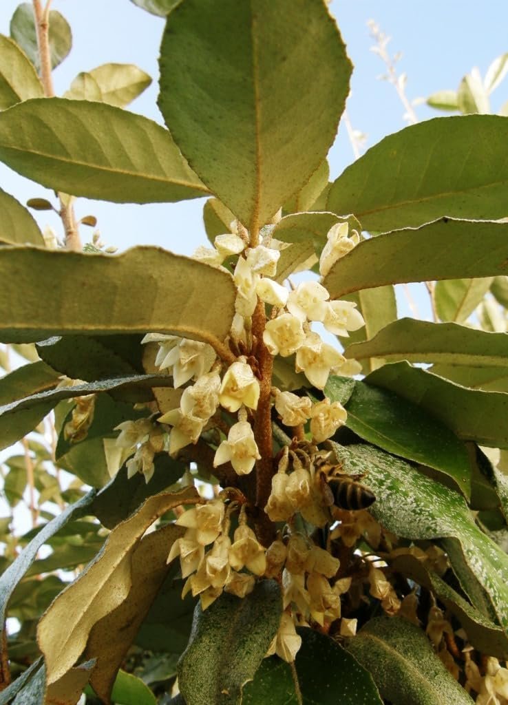 Elaeagnus Ebbingei | Extra Large Gallon Plants | Elaeagnus x ebbingei | Lustrous Foliage | Fast-Growing Hedge