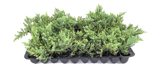 San Jose Juniper - Live Plants - Juniperus Chinensis - Drought Tolerant Cold Hardy Evergreen Ground Cover