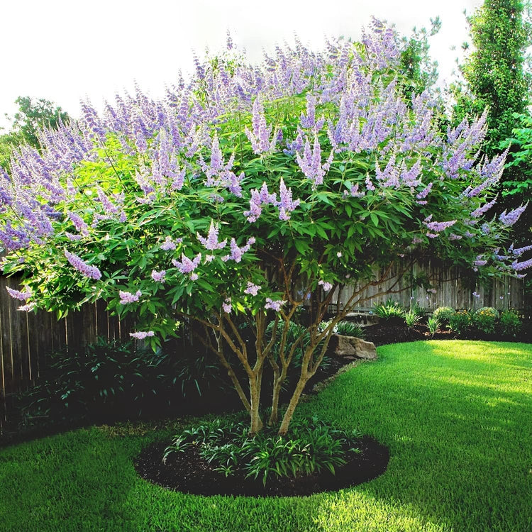 Chaste Tree | Live Seedlings | Texas Lilac Shoal Creek Vitex | Agnus Castus | Purple Flowering Lilac Shrub