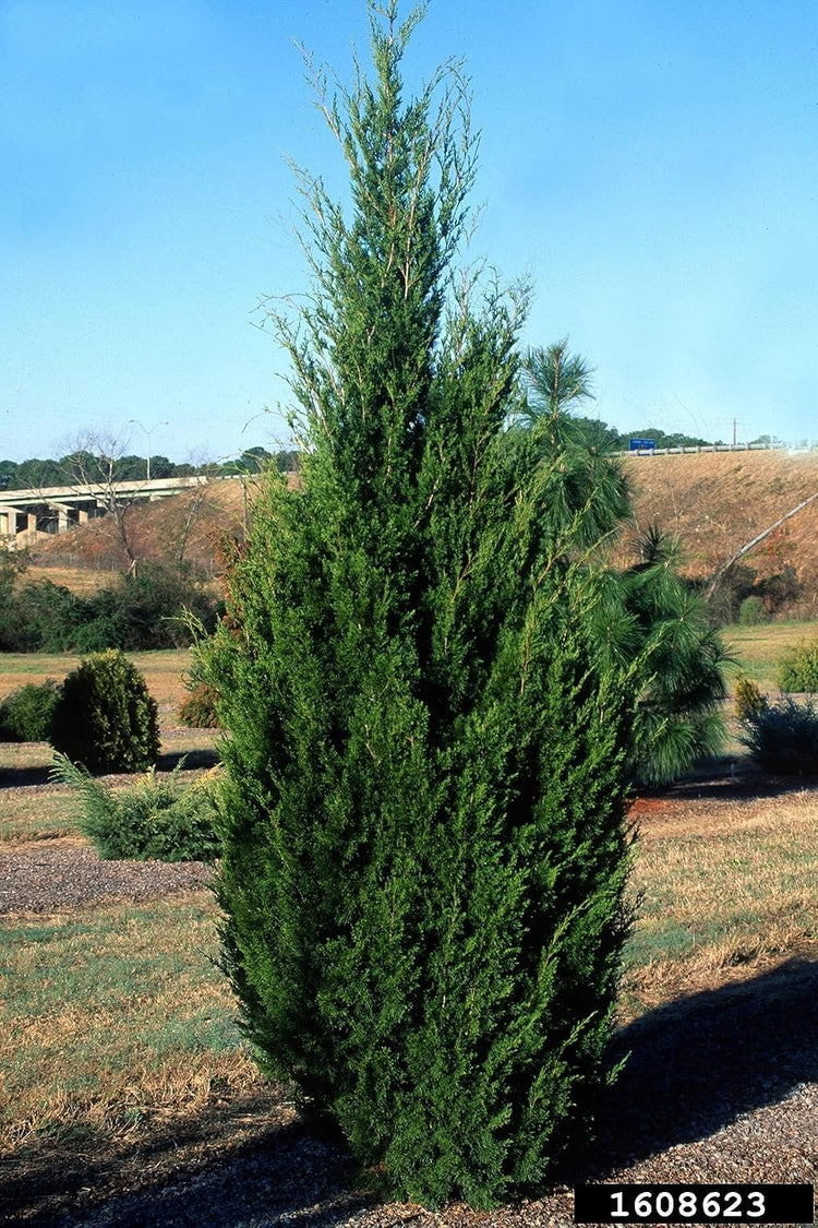 Hillspire Juniper | Live Plants | Stunning Evergreen for Ornamental Landscaping | Privacy Screen or Windbreak, Drought Resistant